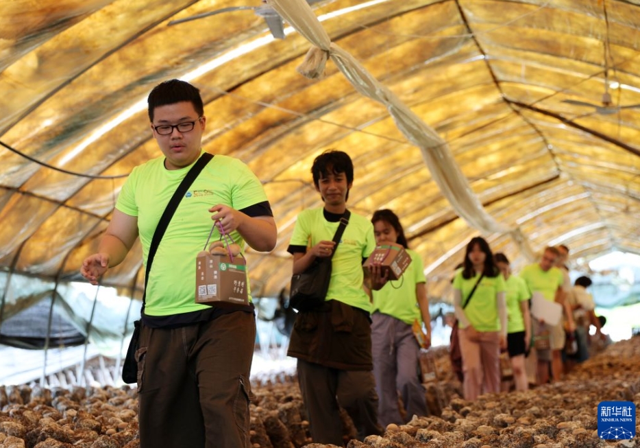 遼寧省鞍山市岫岩満族自治県で、キノコを収穫する参加者(7月12日撮影・李鋼)。
