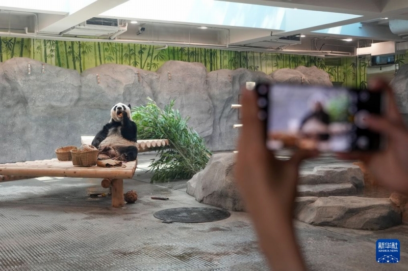 7月15日、北京動物園パンダ新館の室内展示ホールで餌を食べるパンダ「萌蘭(モンラン)」。撮影・鞠煥宗