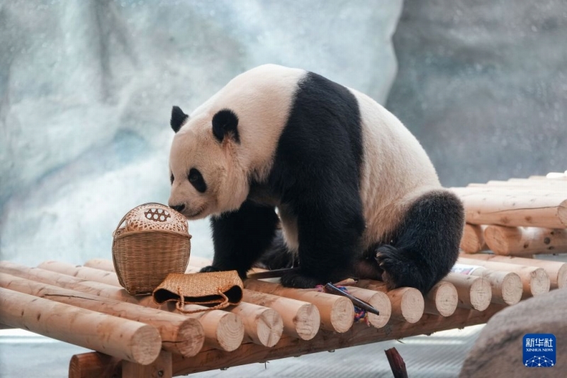 7月15日、北京動物園パンダ新館の室内展示ホールで餌を食べるパンダ「萌蘭(モンラン)」。撮影・鞠煥宗