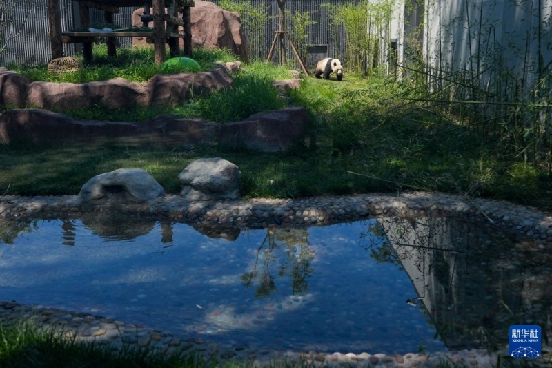 7月15日、北京動物園パンダ新館の室外運動場で遊ぶパンダ「福将(フージアン)」。撮影・鞠煥宗