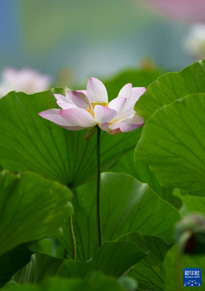 夏の風物詩であるハスの花が満開に　北京