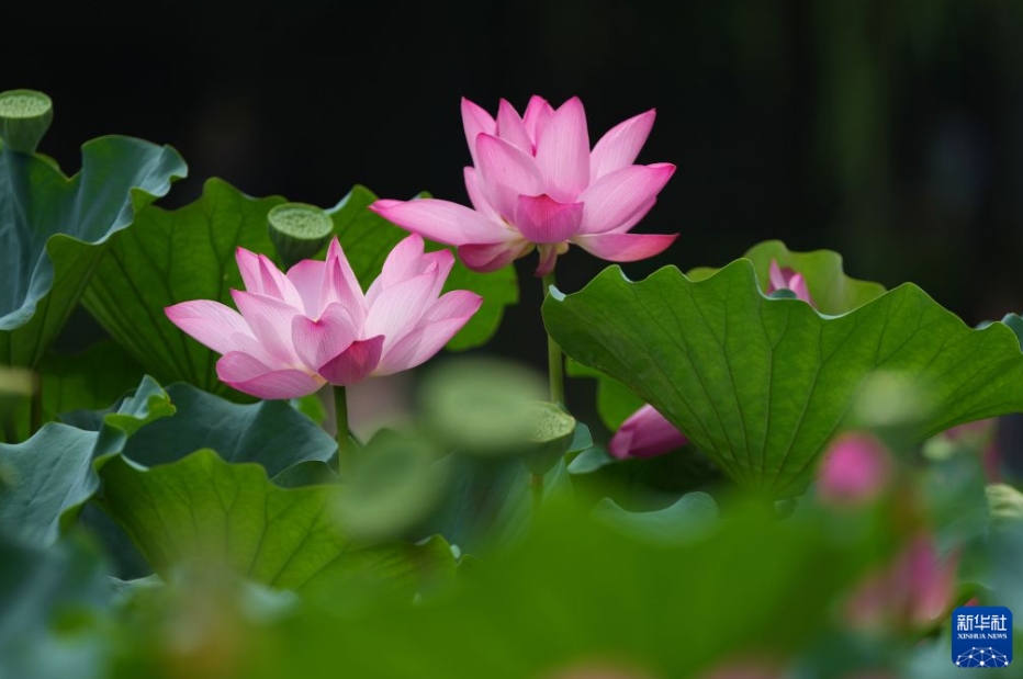 夏の風物詩であるハスの花が満開に　北京