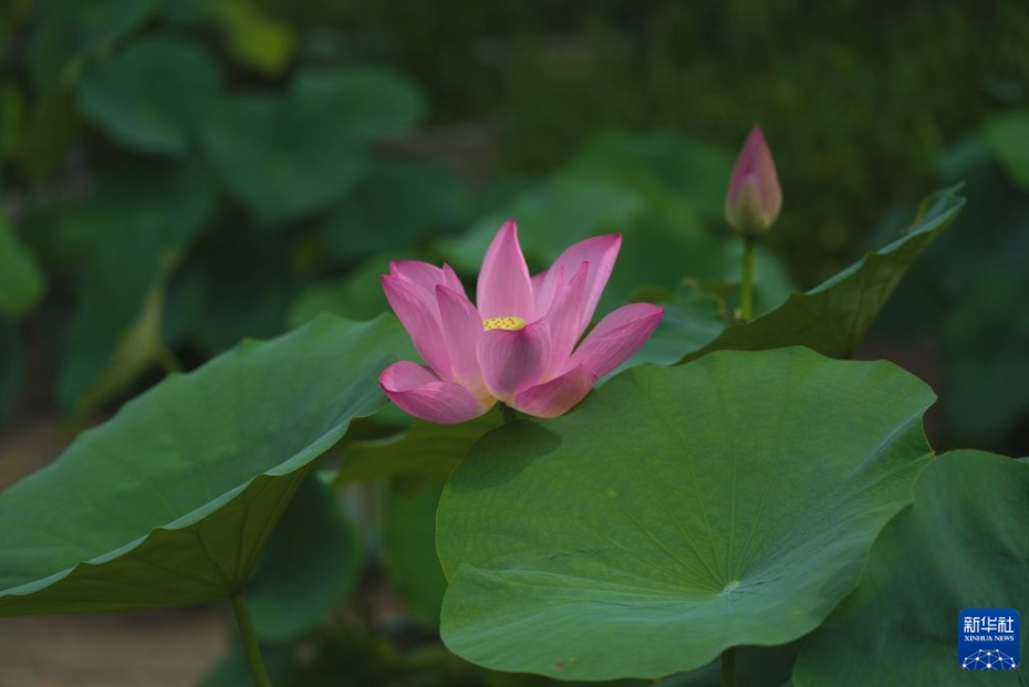 夏の風物詩であるハスの花が満開に　北京