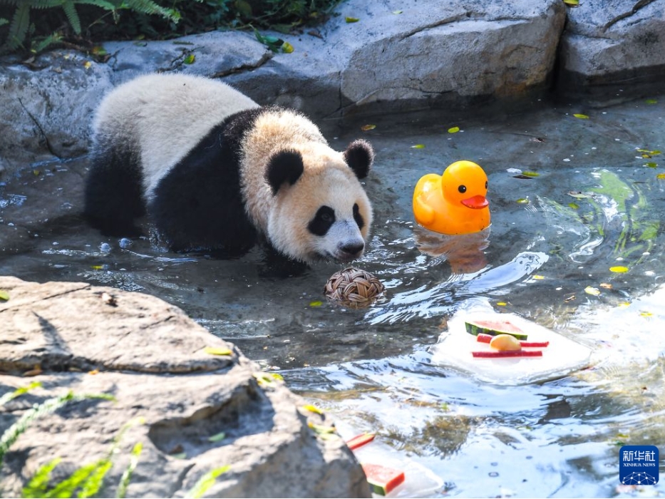 重慶動物園が動物たちに様々な暑さ対策