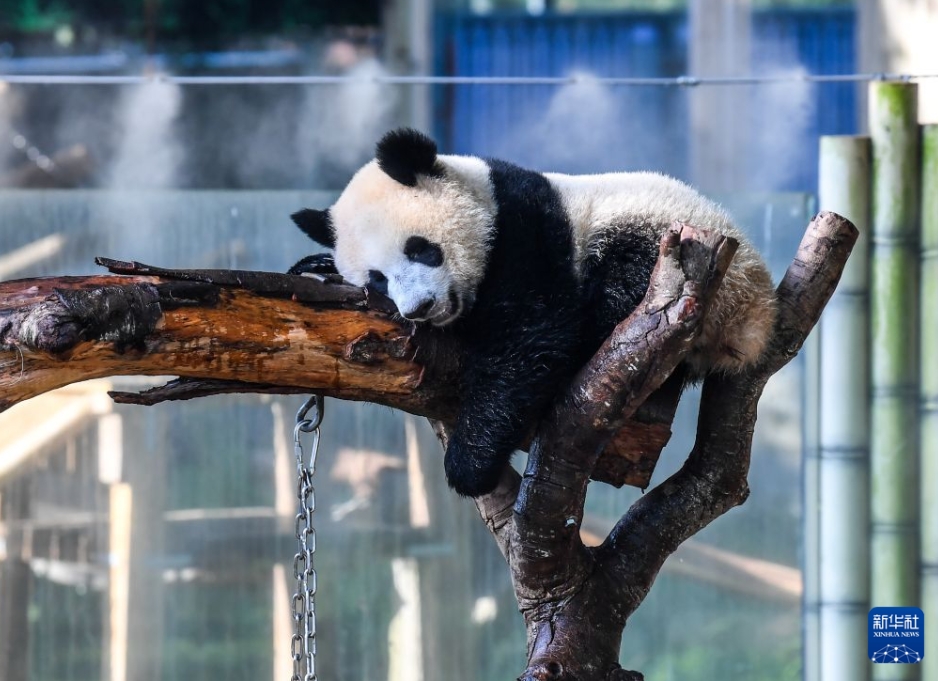 重慶動物園が動物たちに様々な暑さ対策