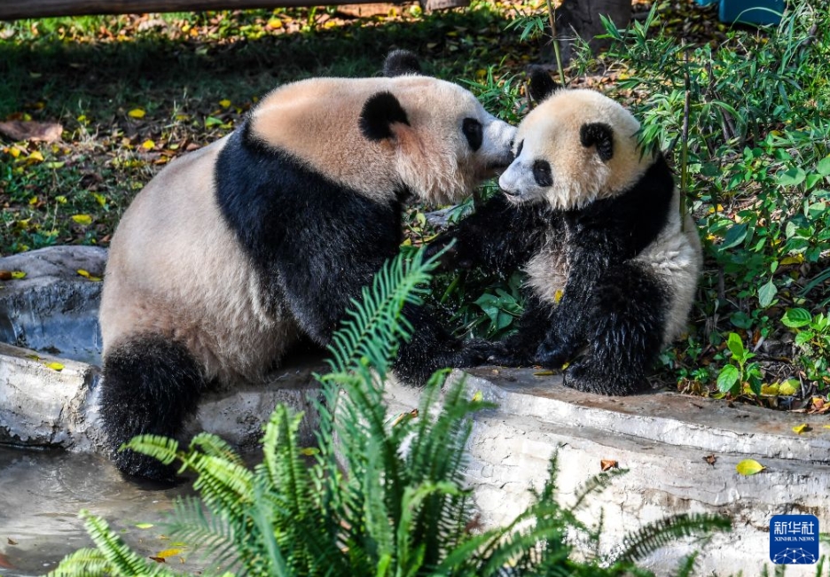 重慶動物園が動物たちに様々な暑さ対策