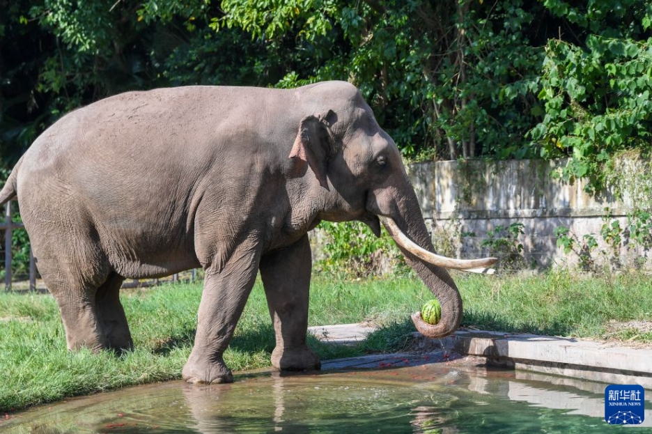 重慶動物園が動物たちに様々な暑さ対策