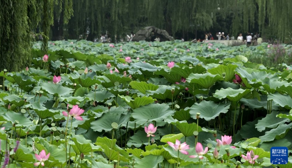 ハスの花が満開を迎えた北京市の円明園