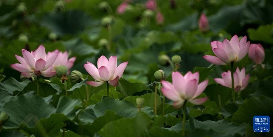 ハスの花が満開を迎えた北京市の円明園