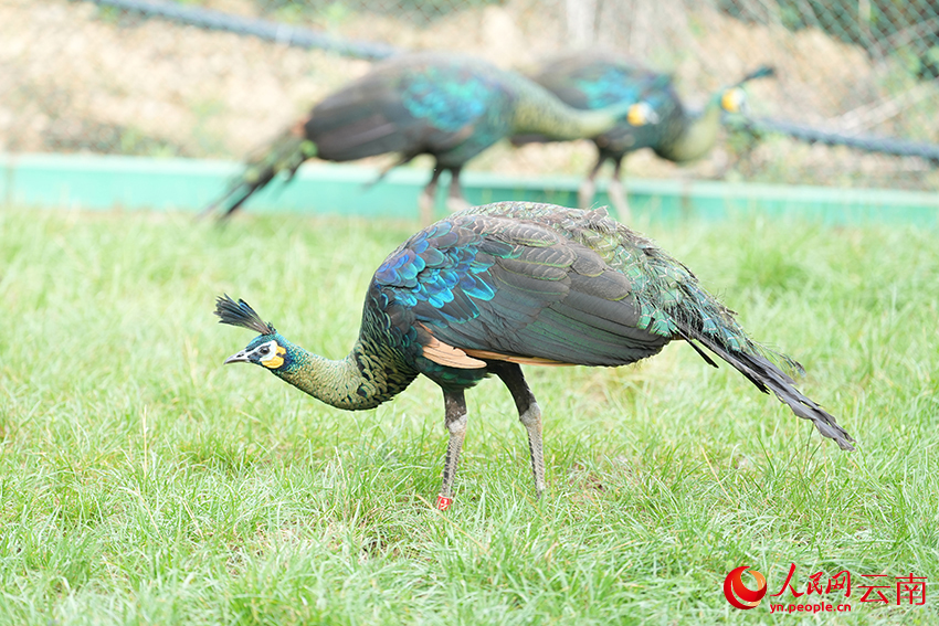 雲南省野生動植物救護繁殖センターで、エサを食べる人工繁殖で生まれたマクジャク（撮影・李発興）。