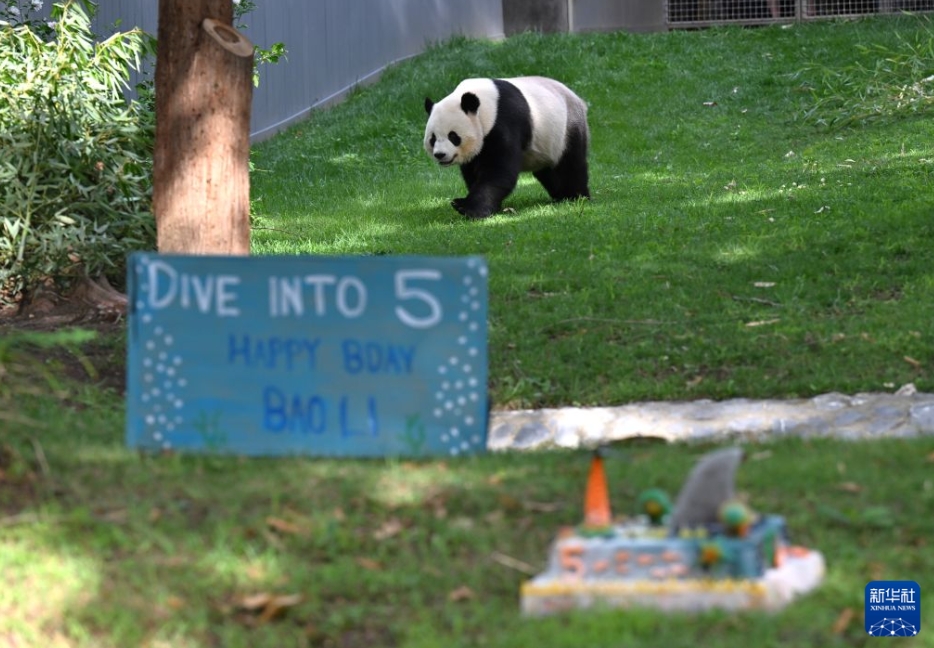 米国の首都ワシントンにあるスミソニアン国立動物園で、誕生日祝賀イベントに「参加」するジャイアントパンダ「宝力」（8月4日撮影・李睿）