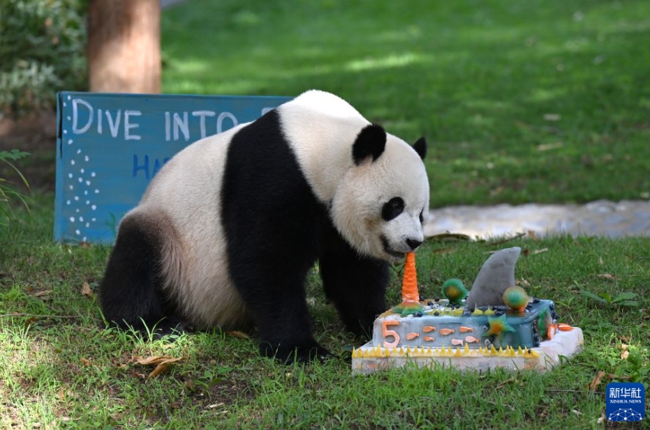 米国で5歳の誕生日を迎えたパンダ「宝力」