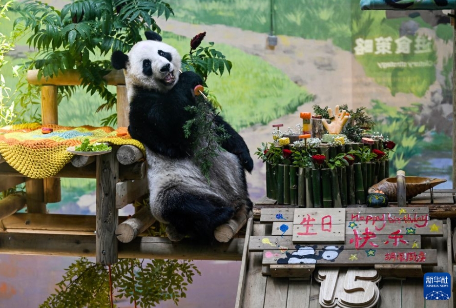 天津光合谷観光リゾート区動物園で誕生日特別メニューを味わうジャイアントパンダの「星美」（8月10日撮影・趙子碩）。