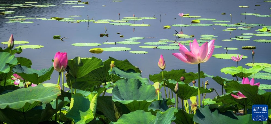 武漢東湖で撮影されたハスの花（8月8日撮影・沈虹氷）。