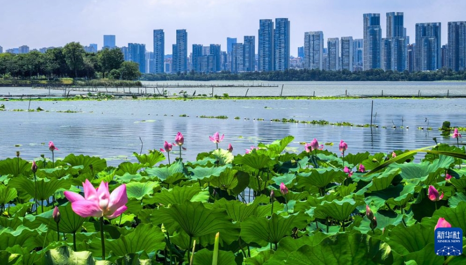 初秋の東湖を彩る鮮やかなハスの花　湖北省武漢