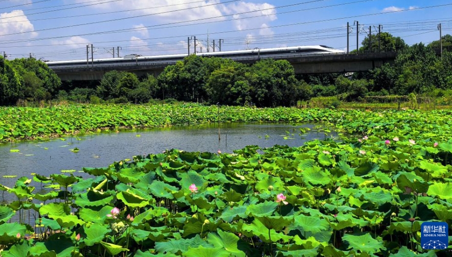 初秋の東湖を彩る鮮やかなハスの花　湖北省武漢