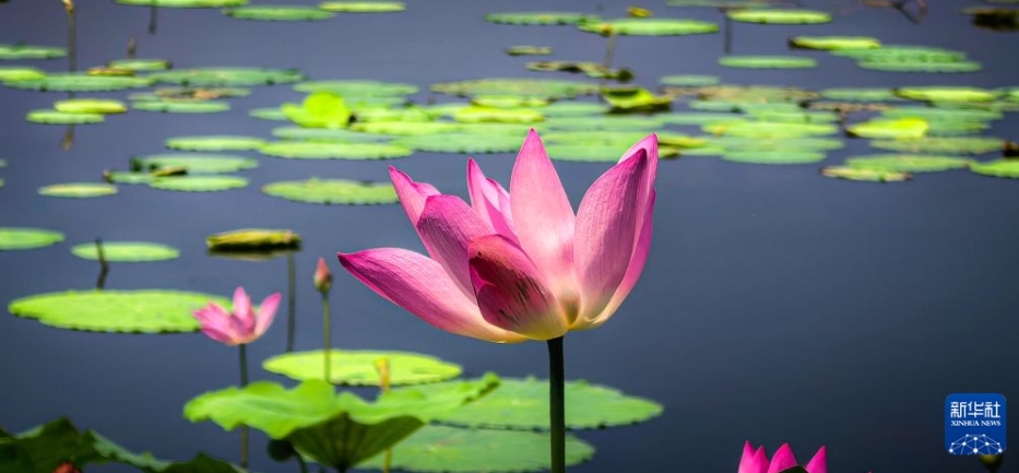 初秋の東湖を彩る鮮やかなハスの花　湖北省武漢