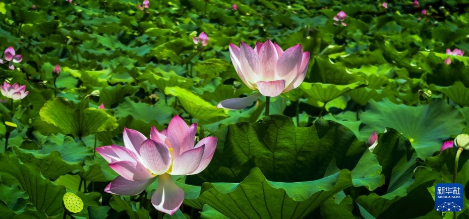 初秋の東湖を彩る鮮やかなハスの花　湖北省武漢