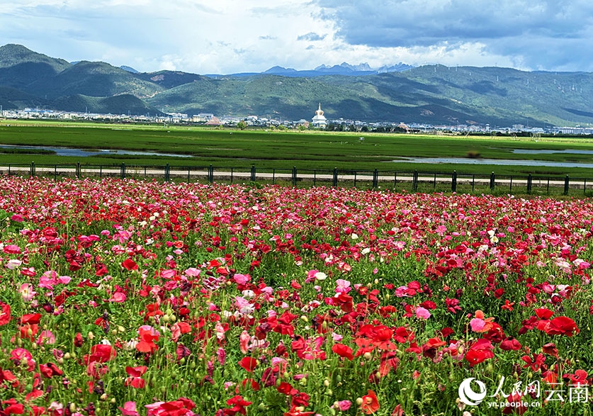 ナパ海のほとりに広がるシベリアヒナゲシの花畑（撮影・李競若）。