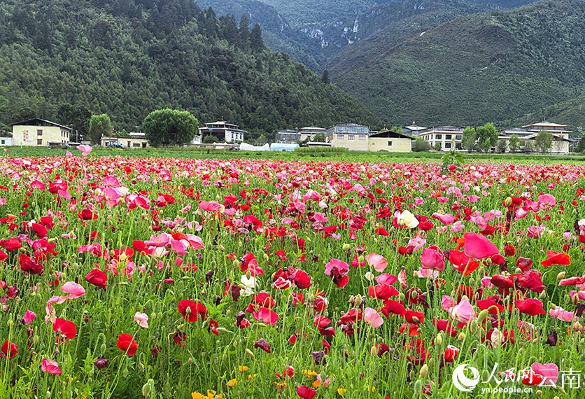シベリアヒナゲシの花畑広がる雲南省香格里拉