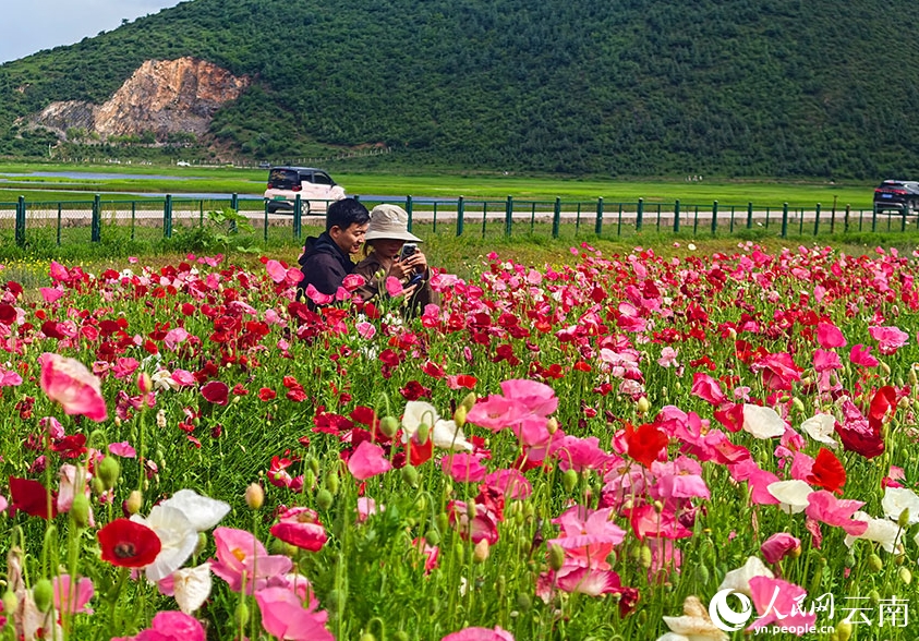 シベリアヒナゲシの花畑広がる雲南省香格里拉