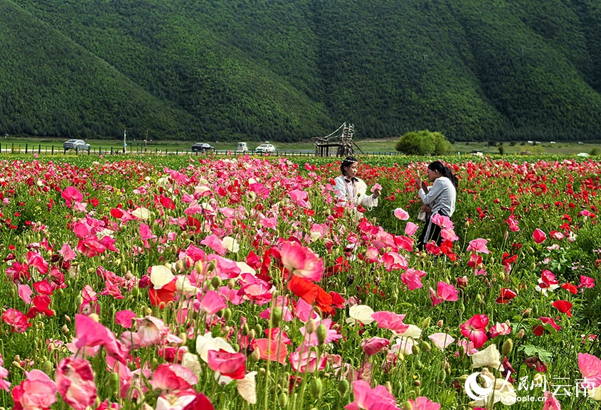 シベリアヒナゲシの花畑広がる雲南省香格里拉