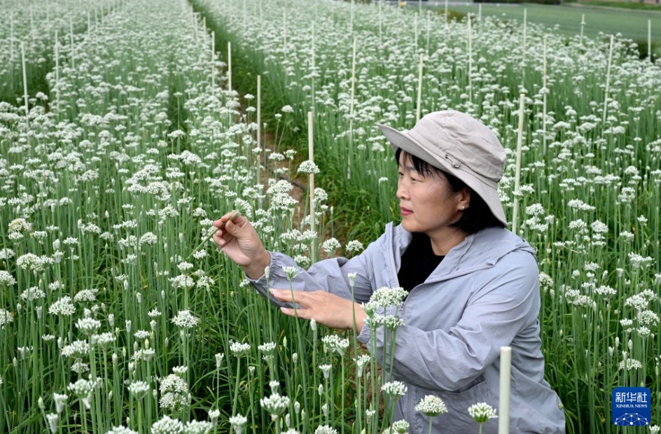 農民を豊かにする野菜の種苗産業　河南省済源
