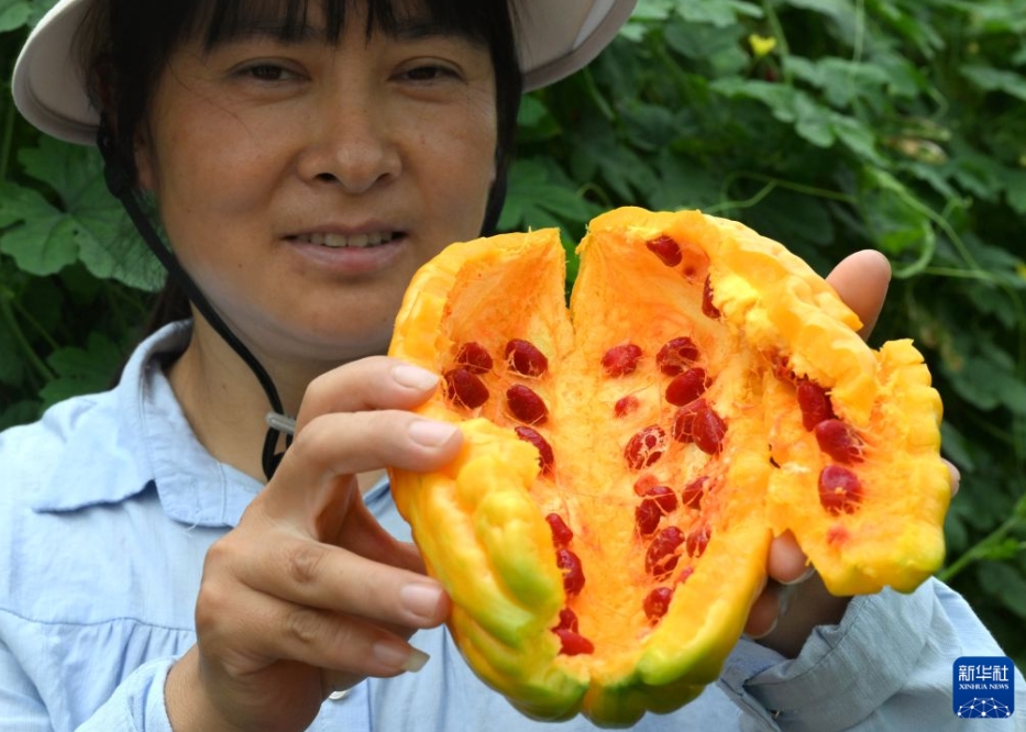 農民を豊かにする野菜の種苗産業　河南省済源