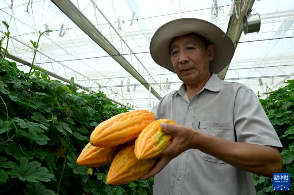 農民を豊かにする野菜の種苗産業　河南省済源
