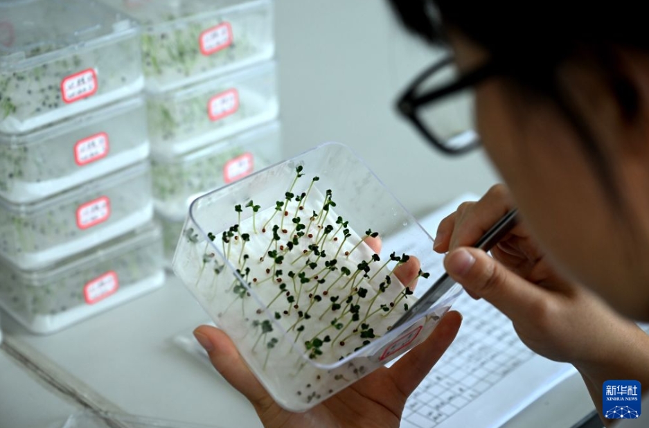農民を豊かにする野菜の種苗産業　河南省済源