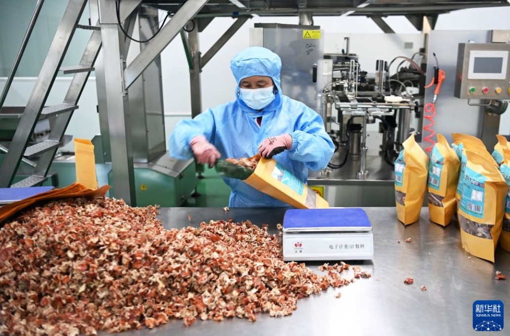 キクラゲが農牧民の所得増をけん引　甘粛省卓尼