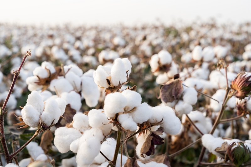 （画像著作権はCFP視覚中国所有のため転載禁止）