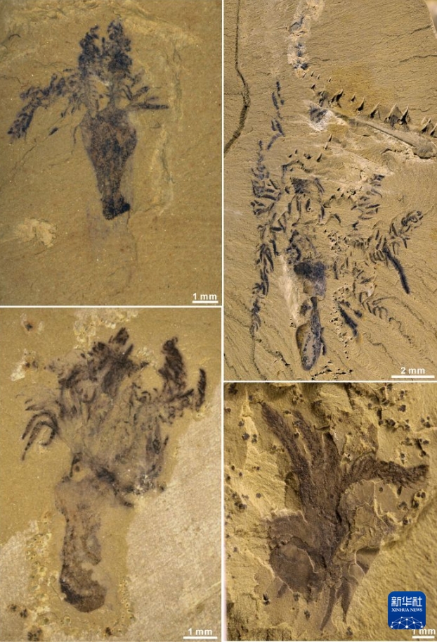 5億1800万年前の棘皮動物の新種「膠膜玉浄虫」の化石見つかる　陝西省