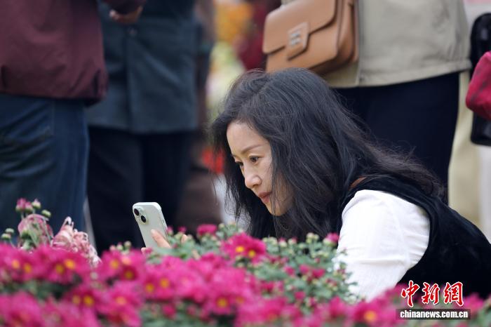 スマートフォンでキクを撮影する来場者（写真提供・哈爾浜市香坊区党委員会宣伝部）。