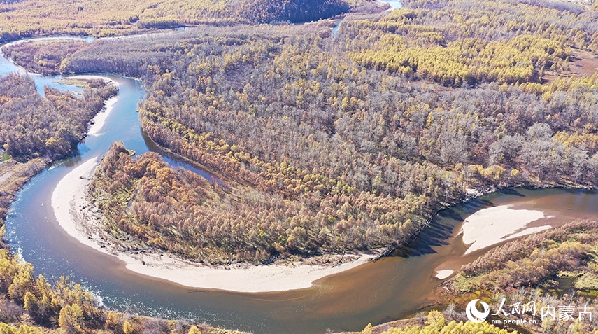 大興安嶺北麓の根河湿地では、川がうねるように流れ、樹海が広がり、グイマツとシラカバの林が黄金色に染まりつつある。（9月22日撮影・張力洋）