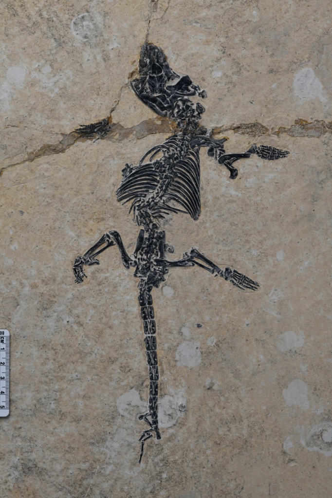 「板尾董尖歯獣」の化石標本。（画像提供：南京大学）