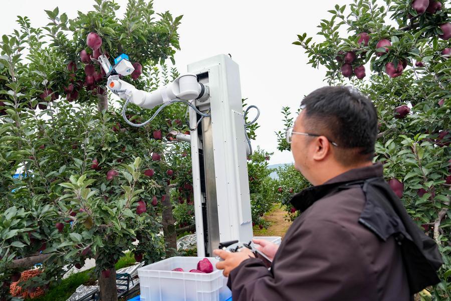 甘粛省天水市麦積区の南山花牛リンゴ栽培拠点で、リンゴ収穫ロボットを操作し、花牛リンゴを収穫する技術者。撮影・郎兵兵