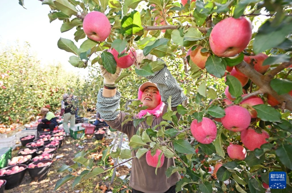 収穫シーズン迎え、真っ赤に実ったリンゴ　寧夏
