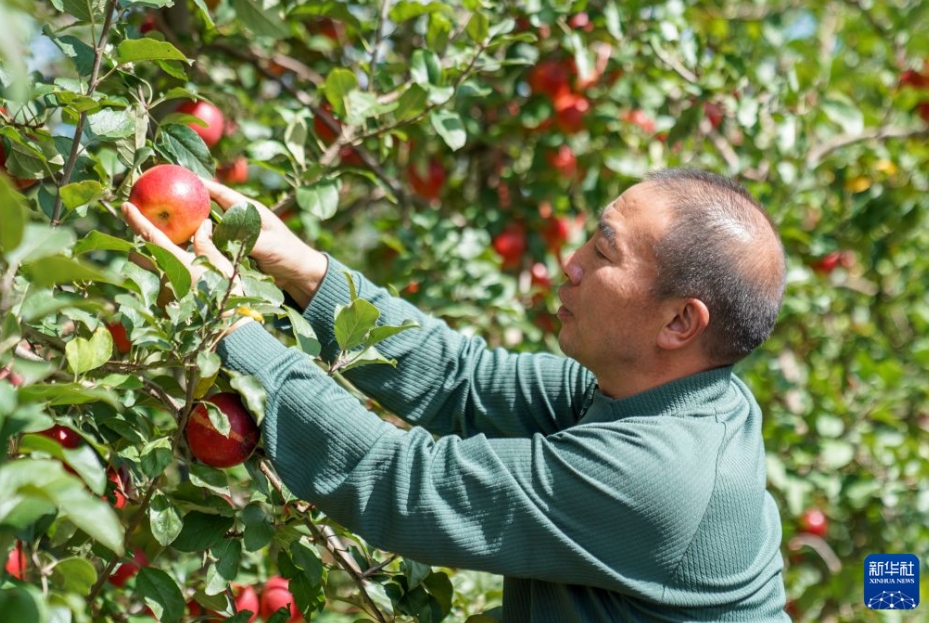 昭通市の超越リンゴ栽培拠点で、リンゴの生育状況をチェックする技術者（10月19日撮影・彭奕凱）。