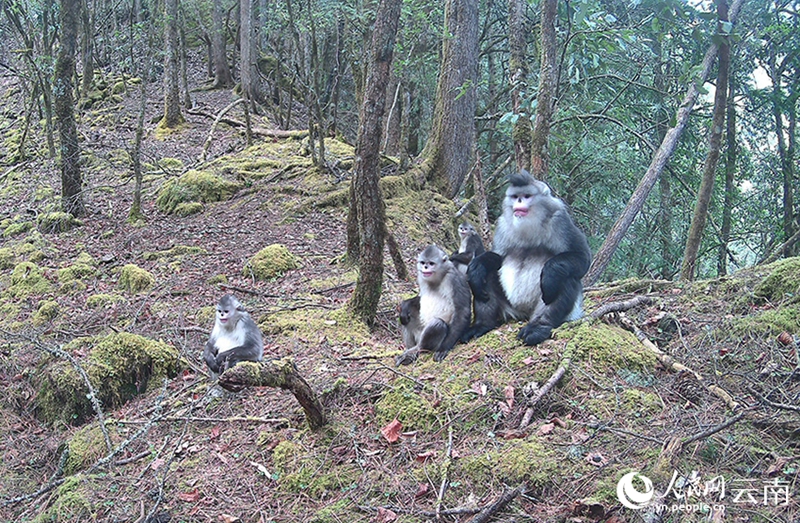ウンナンシシバナザル300匹以上が一斉に移動、山を越える壮観な光景