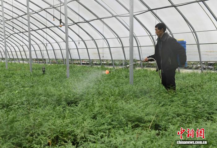 「植物界のジャイアントパンダ」と呼ばれる崖柏の繁殖研究拠点を訪ねて　重慶市