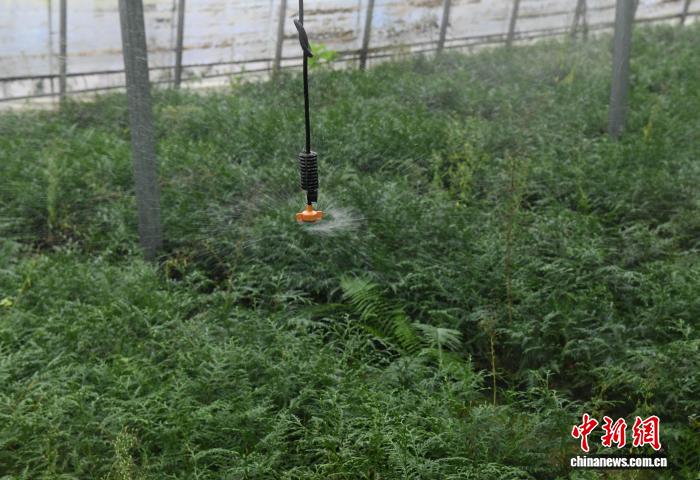 「植物界のジャイアントパンダ」と呼ばれる崖柏の繁殖研究拠点を訪ねて　重慶市
