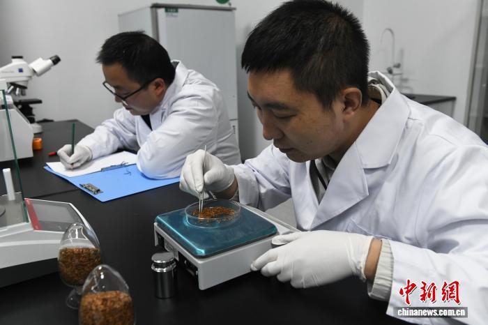 「植物界のジャイアントパンダ」と呼ばれる崖柏の繁殖研究拠点を訪ねて　重慶市