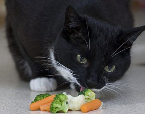 イギリス 果物や野菜しか食べないベジタリアン猫 2