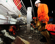 　雲南省?宏盈江県で発生したマグニチュード5.8の地震の救援活動は重点地域5カ所で行われている。救助犬3頭も現場で捜索にあたっている。救援指揮部全体が現在、被災状況について詳しく調査を行っている。