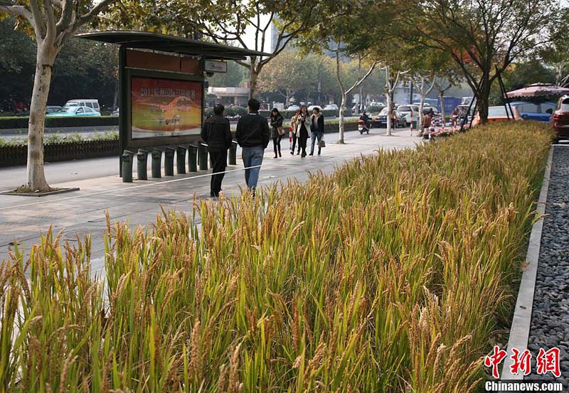 杭州　街角で稲を栽培