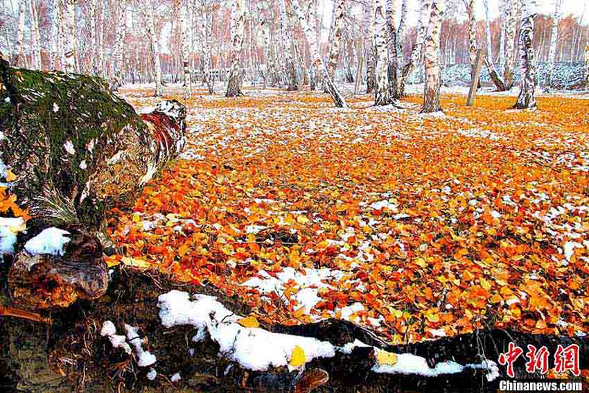 「北西部最大の白樺林」の冬景色