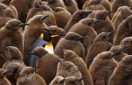 10万のコウテイペンギンの「託児所」