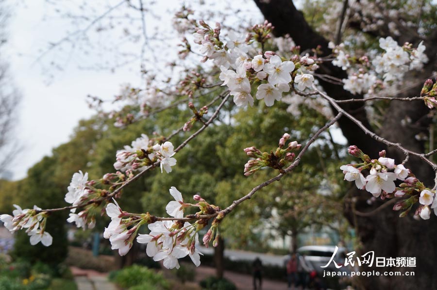 東京都内の桜が見ごろに