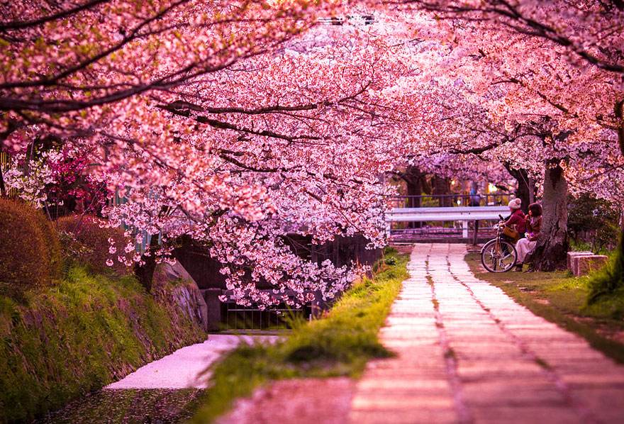 桜 綺麗 画像